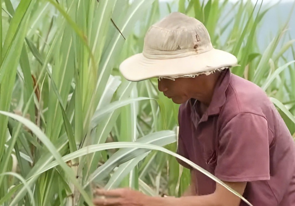 Nông dân Quảng Ngãi bền lòng giữ mía giữa thị trường lao đao