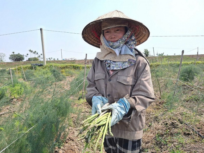 Trồng măng tây xanh, người nông dân bỏ túi hàng tỷ đồng mỗi năm