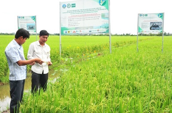 An Giang triển khai 40 mô hình trồng lúa chất lượng cao phát thải thấp
