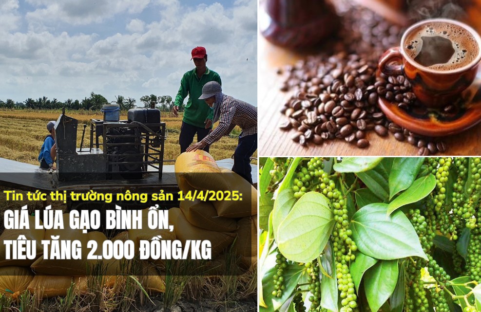 Tin tức thị trường nông sản 14/4/2025: Giá lúa gạo bình ổn, tiêu tăng 2.000 đồng/kg