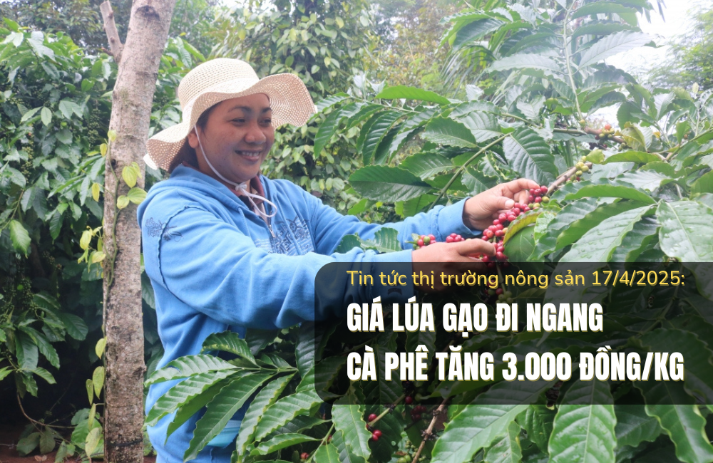 Tin tức thị trường nông sản 17/4/2025: Giá lúa gạo đi ngang, cà phê tăng 3.000 đồng/kg