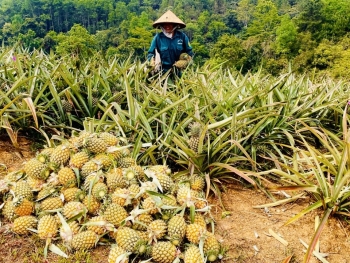 Cao Bằng: Quỹ hỗ trợ nông dân các cấp thực hiện 316 dự án, tổng nguồn vốn hơn 50 tỷ đồng