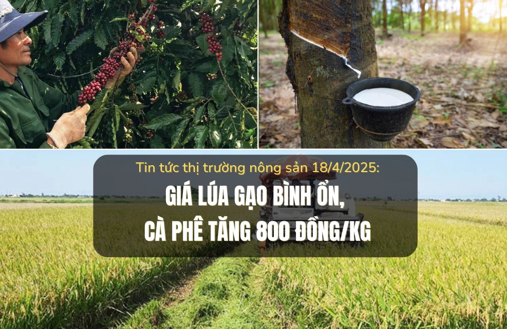 Tin tức thị trường nông sản 18/4/2025: Giá lúa gạo bình ổn, cà phê tăng 800 đồng/kg