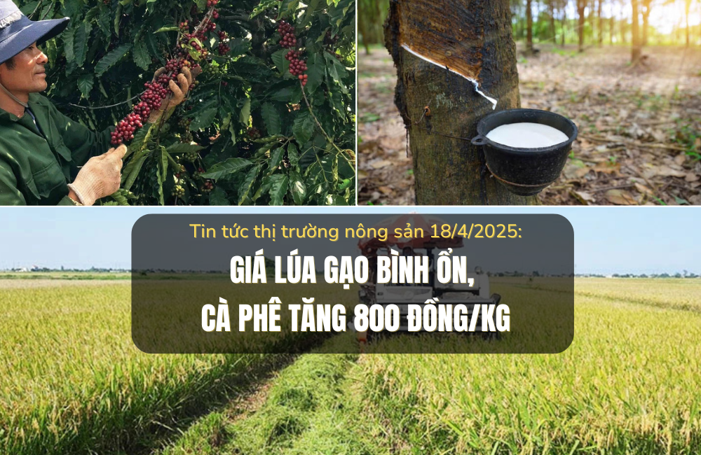Tin tức thị trường nông sản 18/4/2025: Giá lúa gạo bình ổn, cà phê tăng 800 đồng/kg