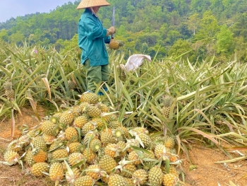 Hiệu quả việc trồng dứa trong phát triển kinh tế nông thôn, tạo nguồn lực giúp nông dân làm giàu