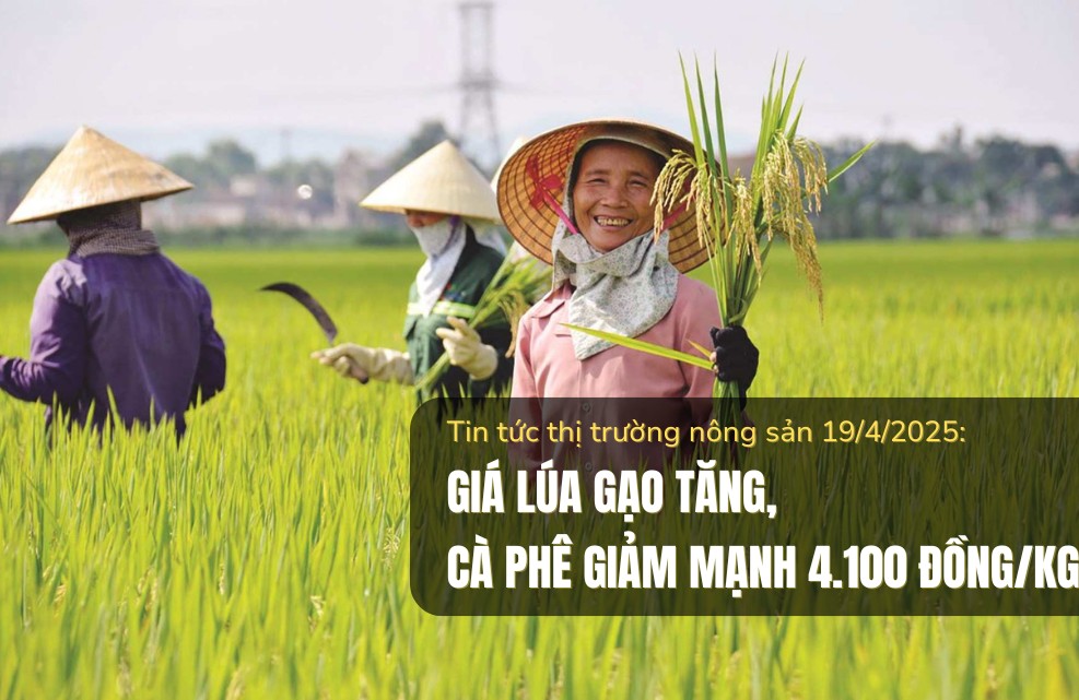 Tin tức thị trường nông sản 19/4/2025: Giá lúa gạo tăng, cà phê giảm mạnh 4.100 đồng/kg