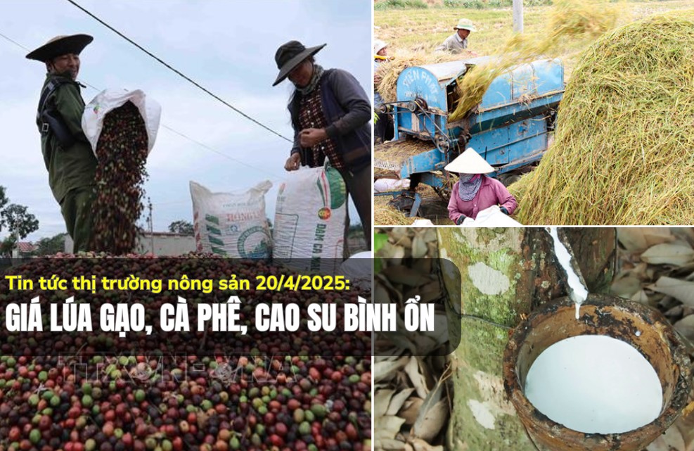 Tin tức thị trường nông sản 20/4/2025: Giá lúa gạo, cà phê, cao su bình ổn
