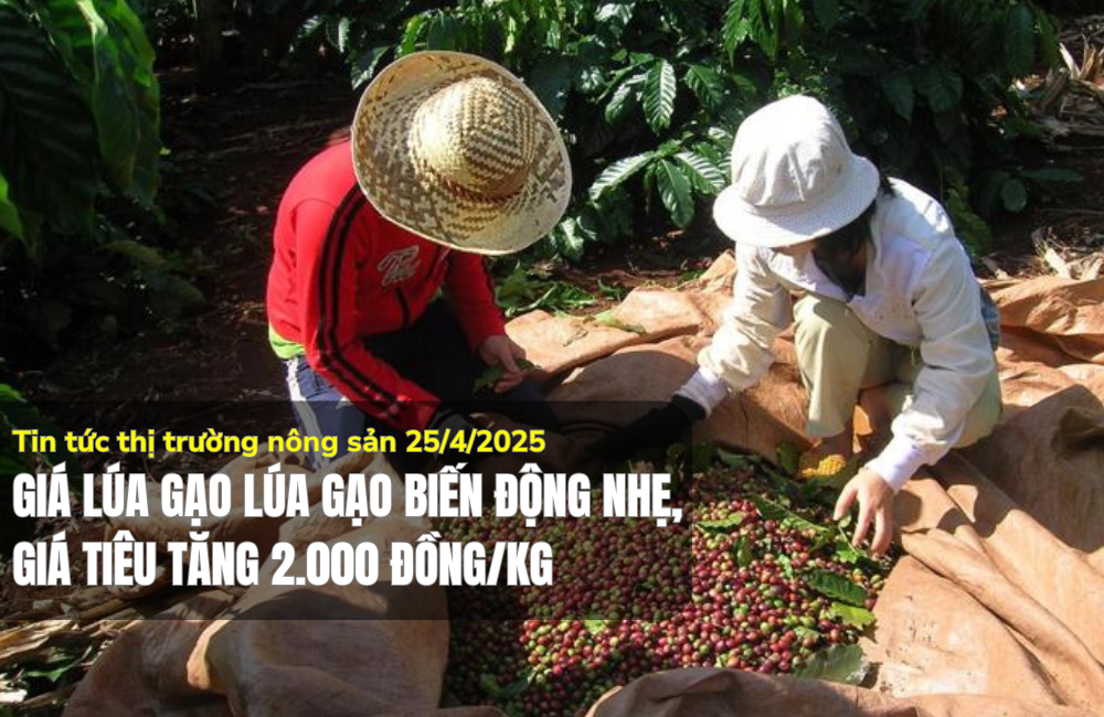 Tin tức thị trường nông sản 25/4/2025: Giá lúa gạo biến động nhẹ, tiêu tăng 2.000 đồng/kg