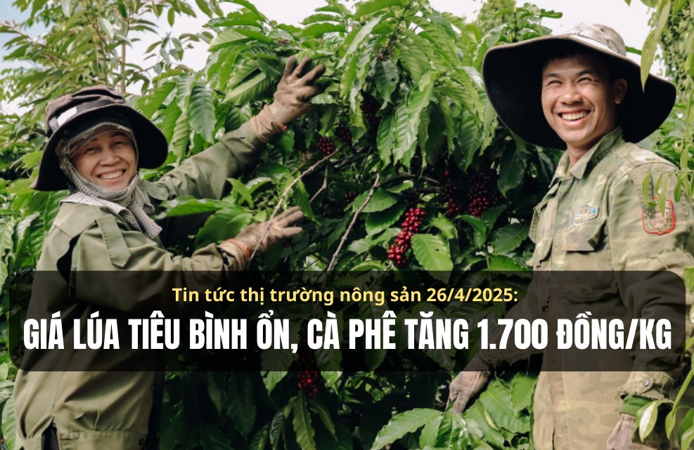 Tin tức thị trường nông sản 26/4/2025: Giá tiêu bình ổn, cà phê tăng 1.700 đồng/kg