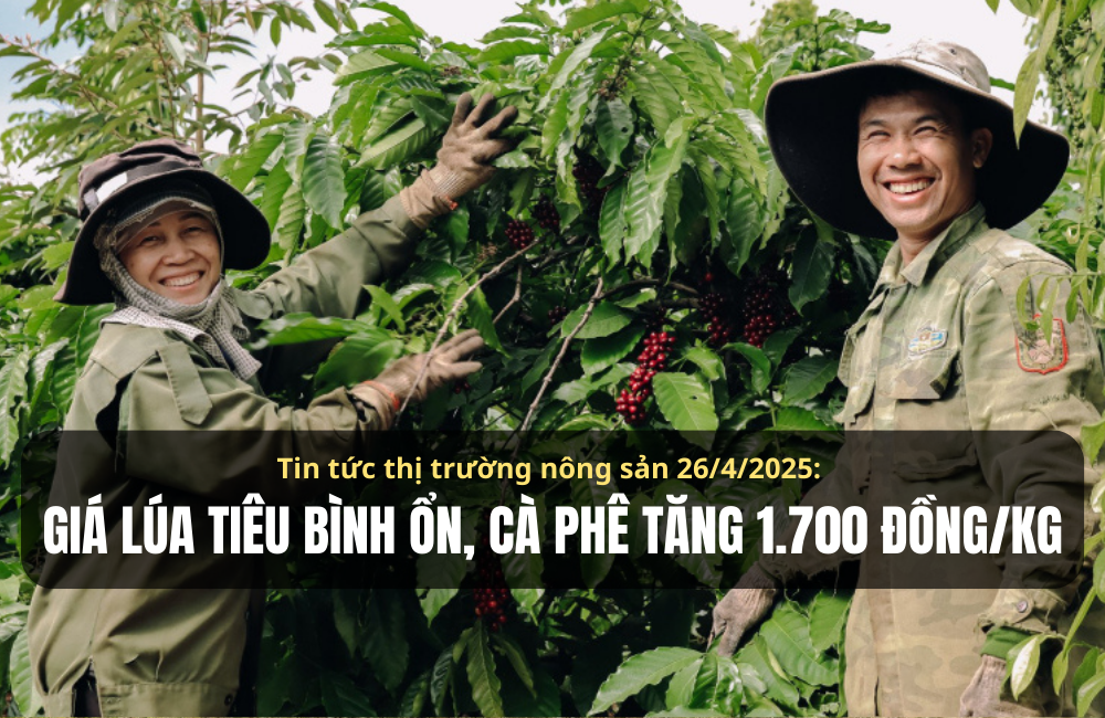 Tin tức thị trường nông sản 26/4/2025: Giá tiêu bình ổn, cà phê tăng 1.700 đồng/kg
