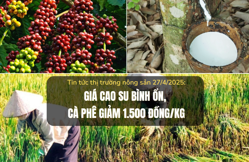 Tin tức thị trường nông sản 27/4/2025: Giá cao su ổn định, cà phê giảm 1.500 đồng/kg