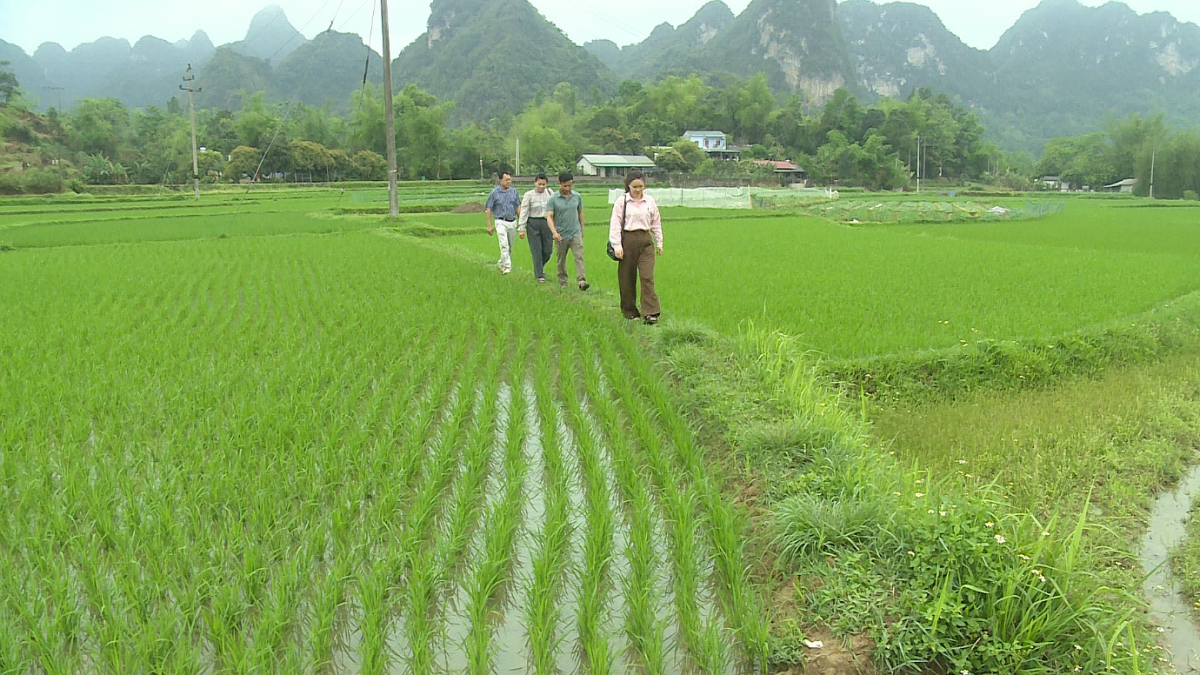 Cao Bằng:  Nỗ lực đảm bảo đủ nước tưới tiêu cho sản xuất nông nghiệp