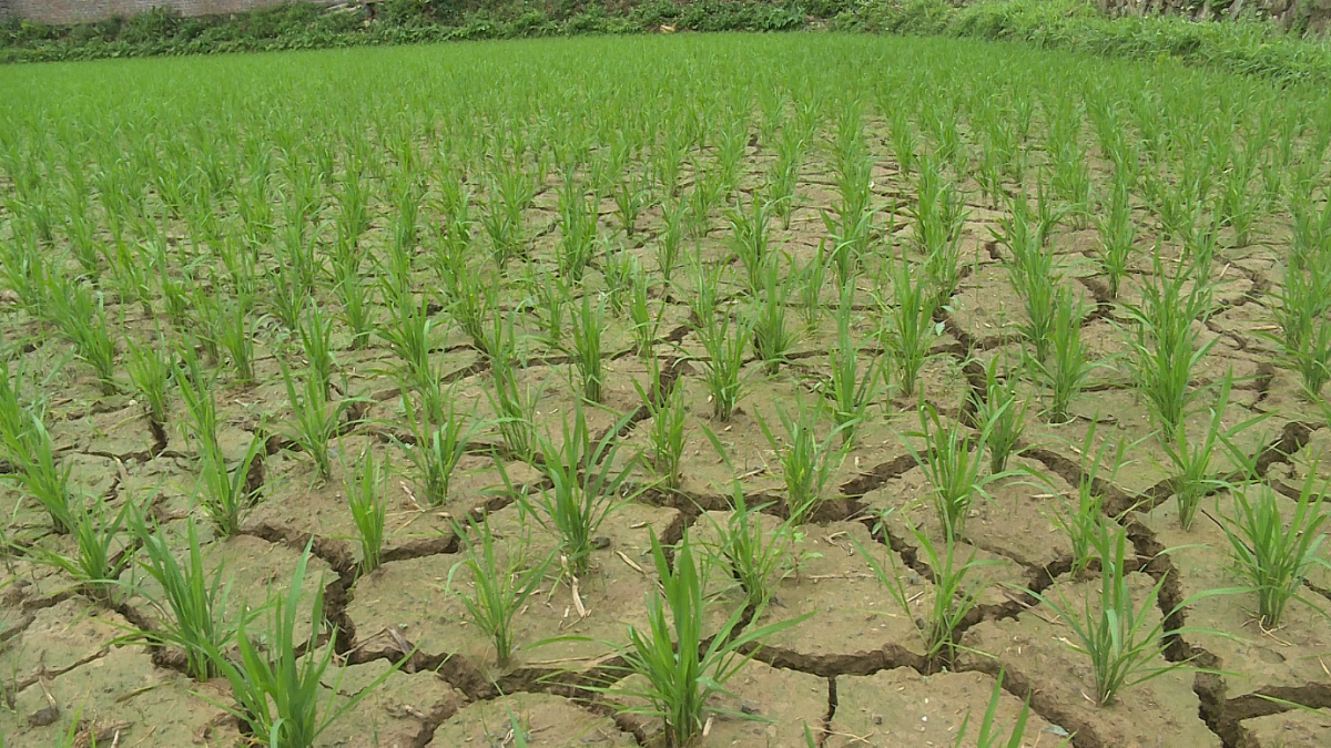 Cao Bằng:  Nỗ lực đảm bảo đủ nước tưới tiêu cho sản xuất nông nghiệp