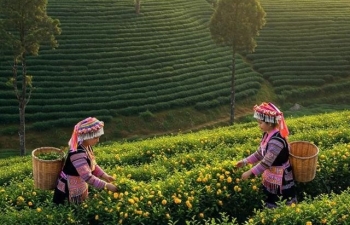 Quy trình và thủ tục của VietGAP - Nền tảng và mục tiêu