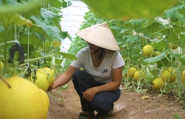 Thực hành Nông nghiệp Tốt Toàn cầu GLOBALG.A.P.