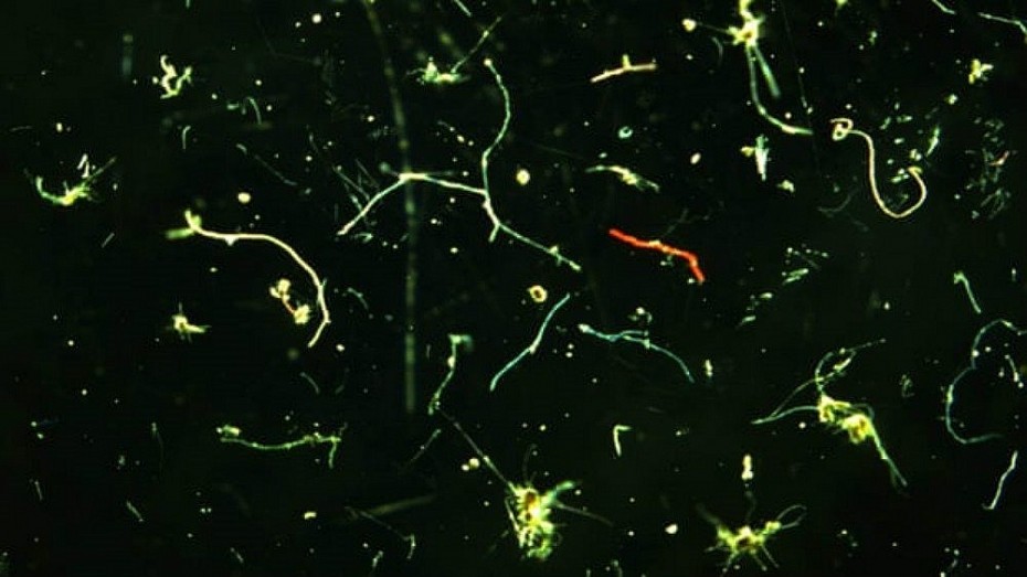 Vi nhựa dưới đáy biển - Mối nguy tiềm ẩn và hiểm họa lâu dài