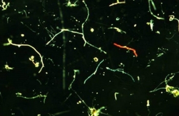 Vi nhựa dưới đáy biển - Mối nguy tiềm ẩn và hiểm họa lâu dài