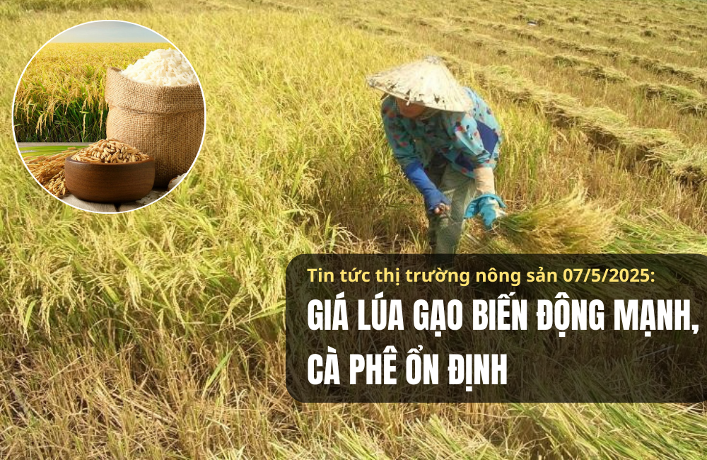 Tin tức thị trường nông sản 07/5/2025: Giá lúa gạo biến động mạnh, cà phê ổn định
