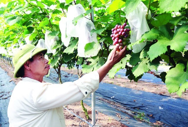 Nông nghiệp sinh thái: Sự hài hòa giữa con người, thiên nhiên