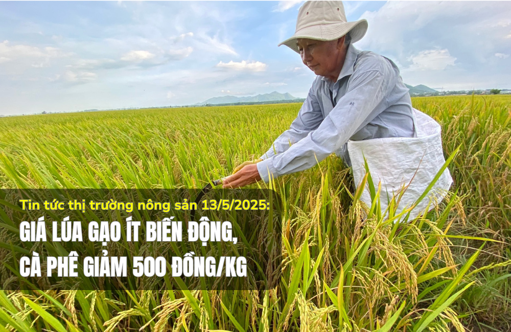 Tin tức thị trường nông sản 13/5/2025: Giá lúa gạo ít biến động, cà phê giảm 500 đồng/kg