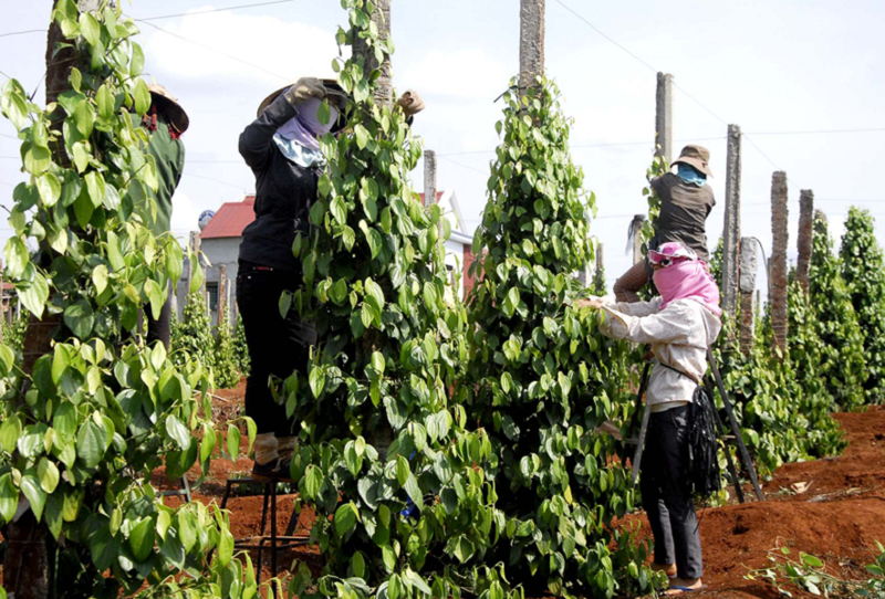 Tiếp cận công nghệ mới: Chìa khóa phát triển nông nghiệp bền vững