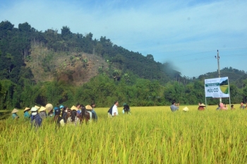 Bắc Kạn: Áp dụng kỹ thuật sản xuất lúa hữu cơ giúp cây lúa sinh trưởng, phát triển tốt