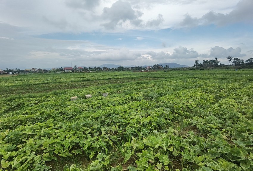 TP Uông Bí (Quảng Ninh): Nông dân hứng khởi thu hoạch dưa Điền Công