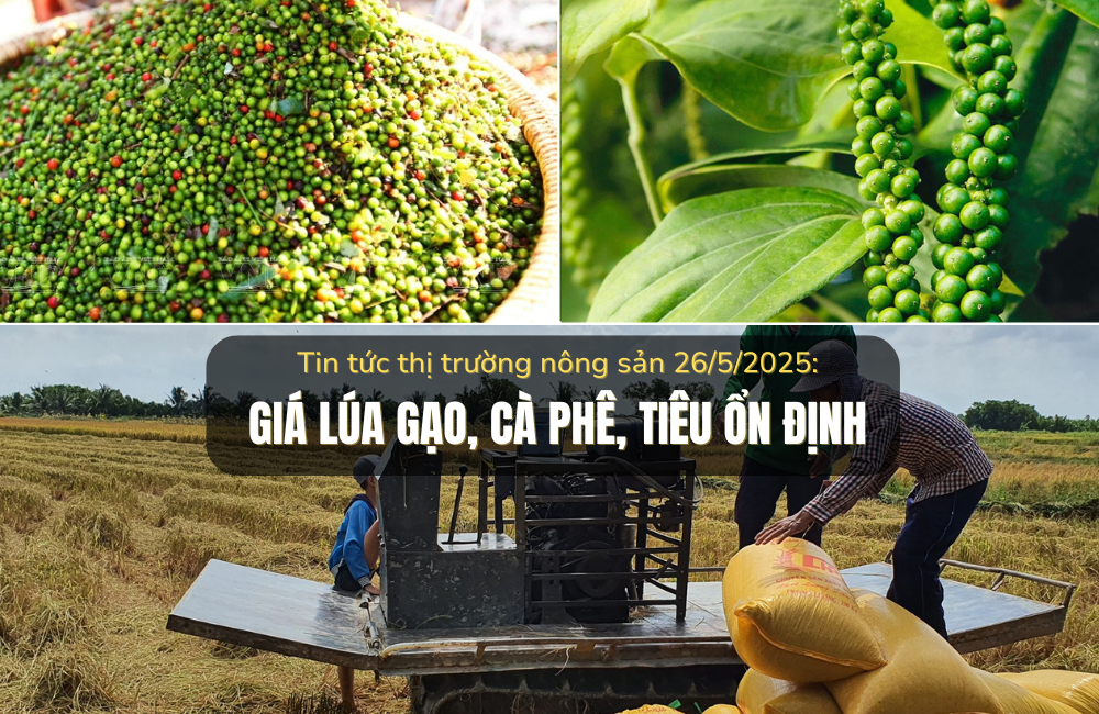 Tin tức thị trường nông sản 26/5/2025: Giá lúa gạo, cà phê, tiêu ổn định