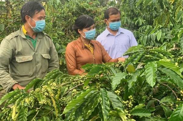 Đắk Lắk đặt mục tiêu nâng tầm hợp tác xã nông nghiệp năm 2025