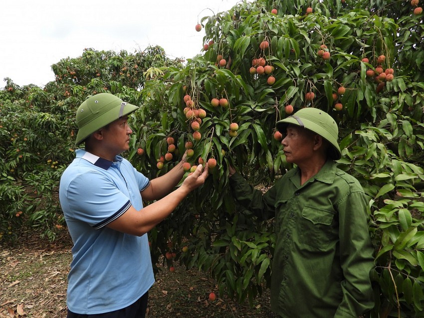 Vườn vải cảu ông Lưu Văn Thành tại khu Hiệp Thanh. Ảnh: Duy Tùng 