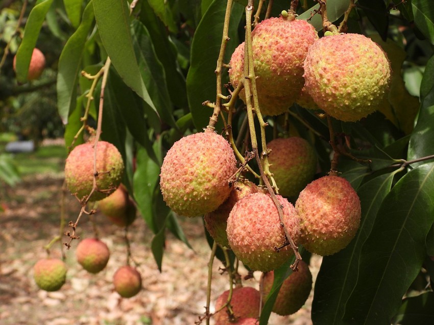 quả vải chín sớm Phương Nam. Ảnh: Duy Tùng