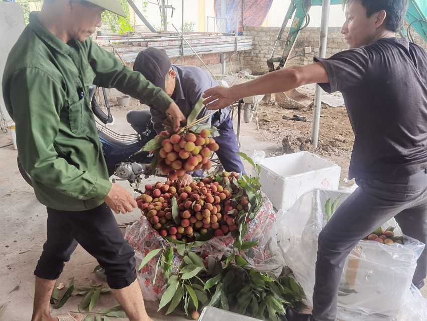 Gia đình anh Dự ở Phong Thái thu hoạch vải. 