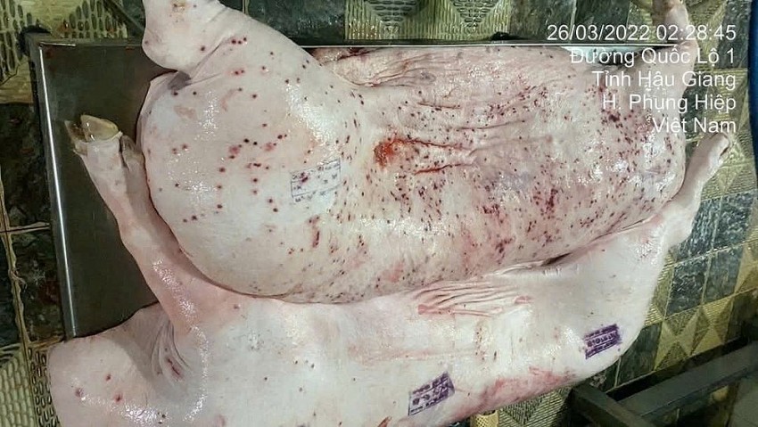 Hình ảnh heo bệnh do ông N. đăng lên mạng.