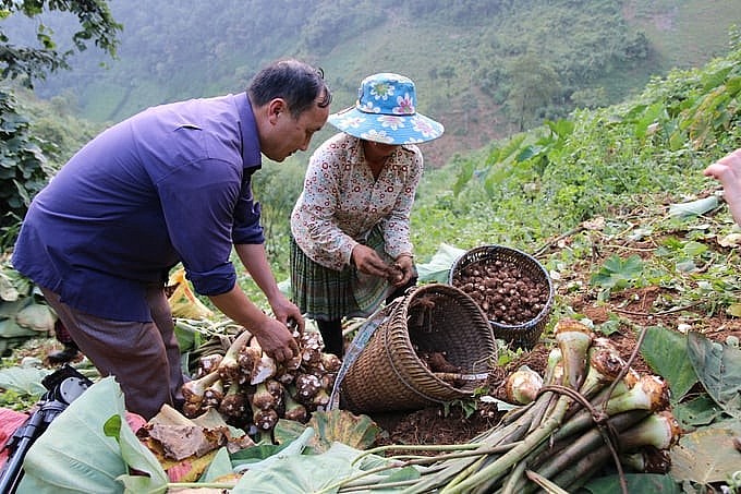 Cây trồng chủ lực giúp xã nghèo nhất Yên Bái vươn lên thoát nghèo