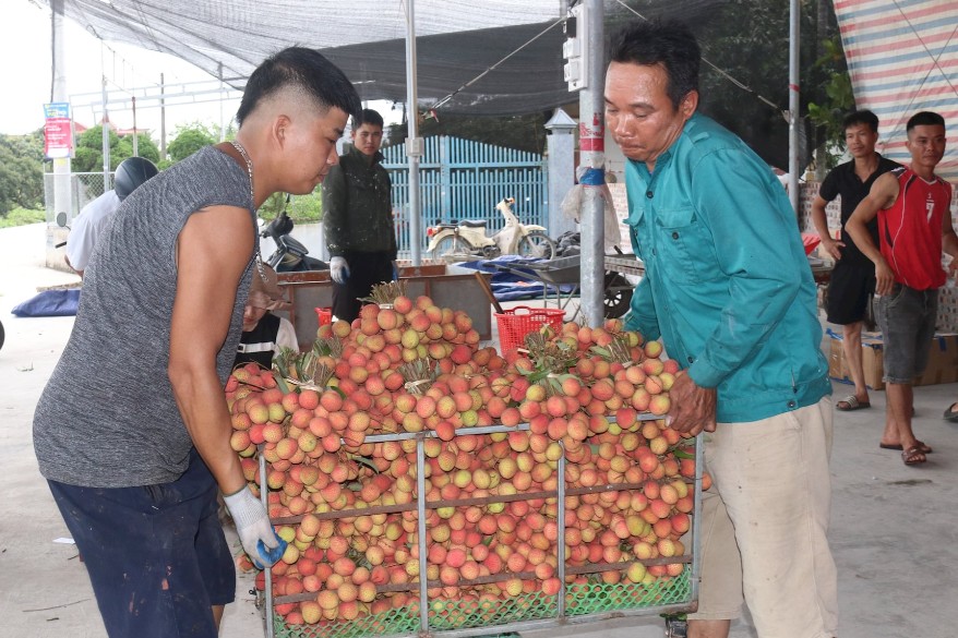 Hải Dương: Vải sớm Thanh Hà được mùa giá cao nông dân phấn khởi