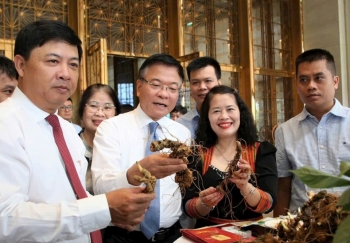 Quảng Nam khai hội Sâm Ngọc Linh, đưa “quốc bảo” Việt Nam ra thế giới