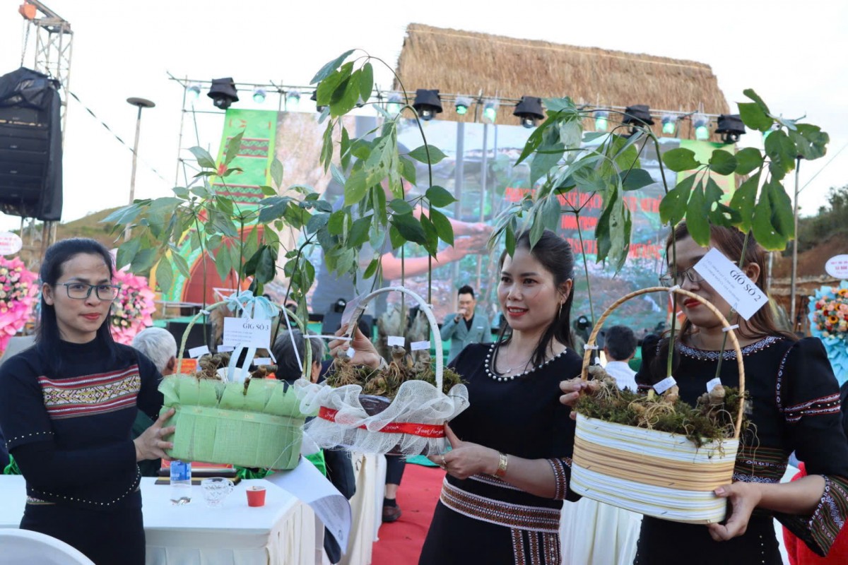 Tri thức dân gian về Sâm Ngọc Linh chính thức trở thành Di sản văn hóa phi vật thể quốc gia