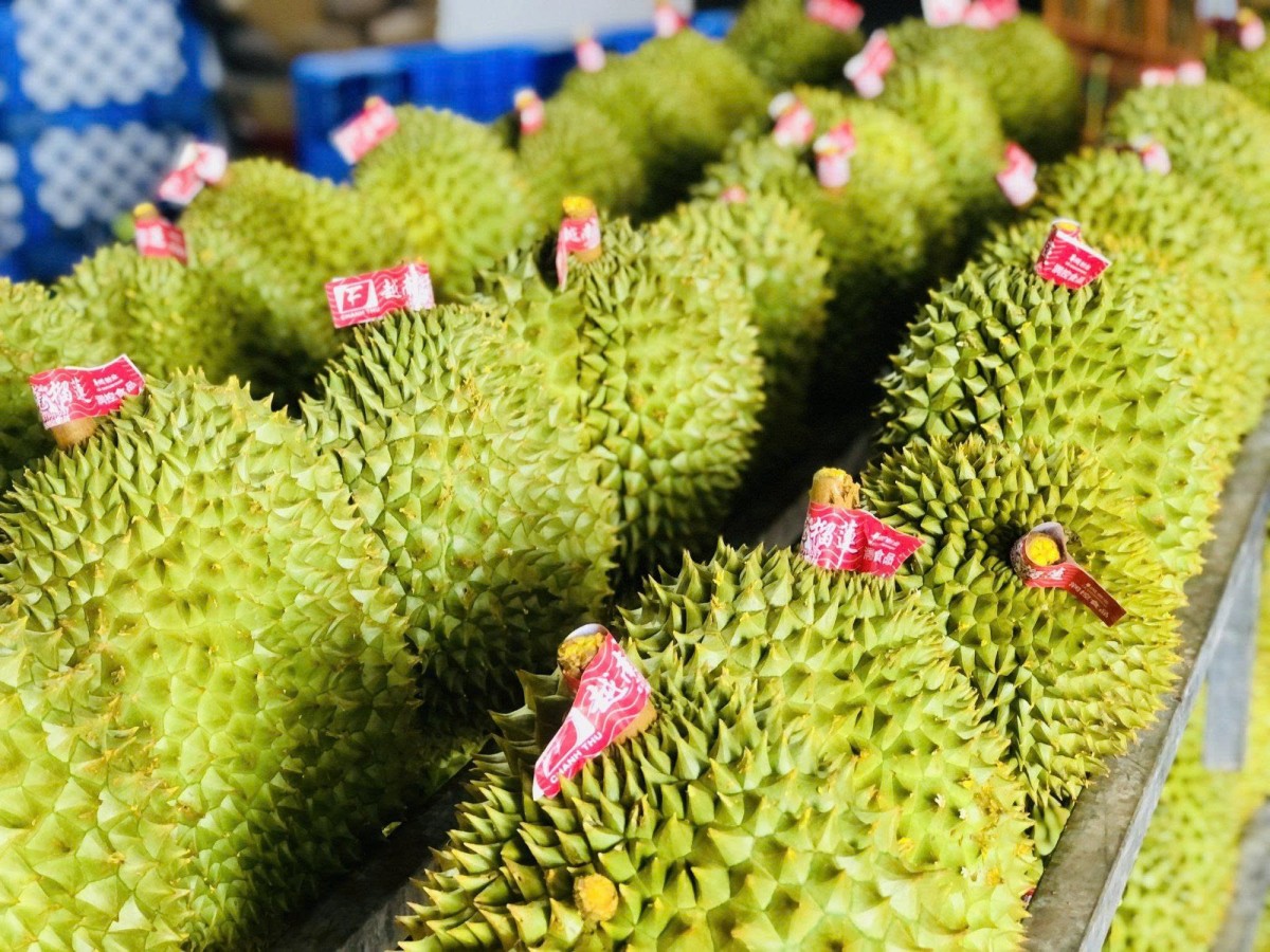 Thúc đẩy phát triển sầu riêng Việt Nam: Từ “vua
