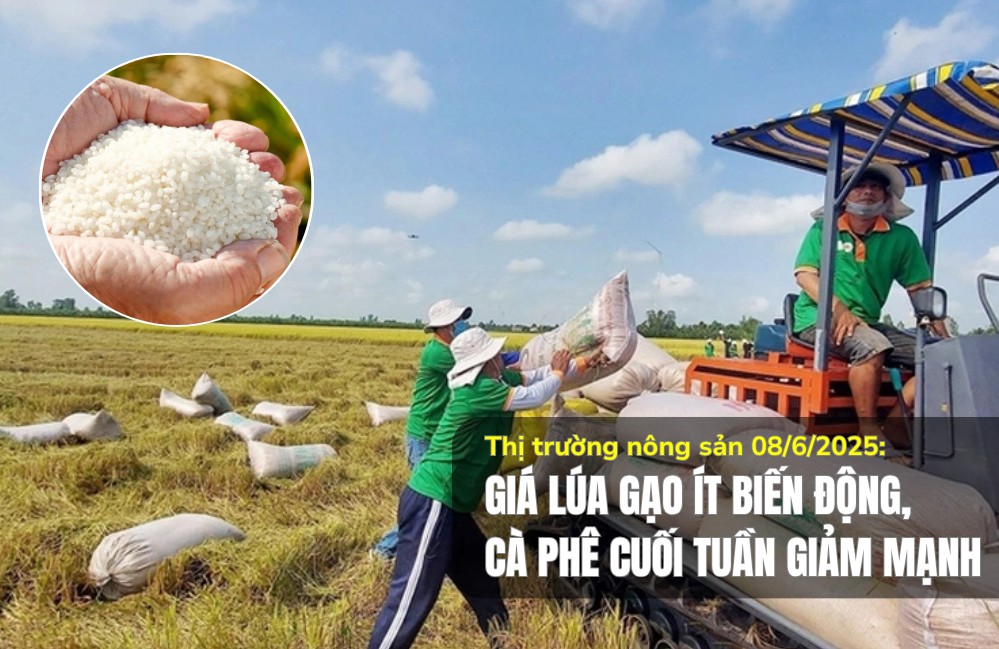 Thị trường nông sản 08/6/2025: Giá lúa gạo ít biến động, cà phê cuối tuần giảm mạnh