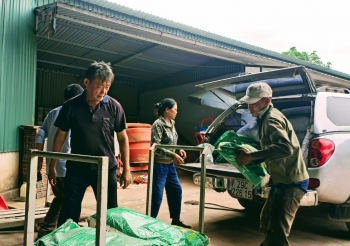 Câu chuyện chồng Đài, vợ Việt đam mê trồng lúa tốt ở Hải Dương