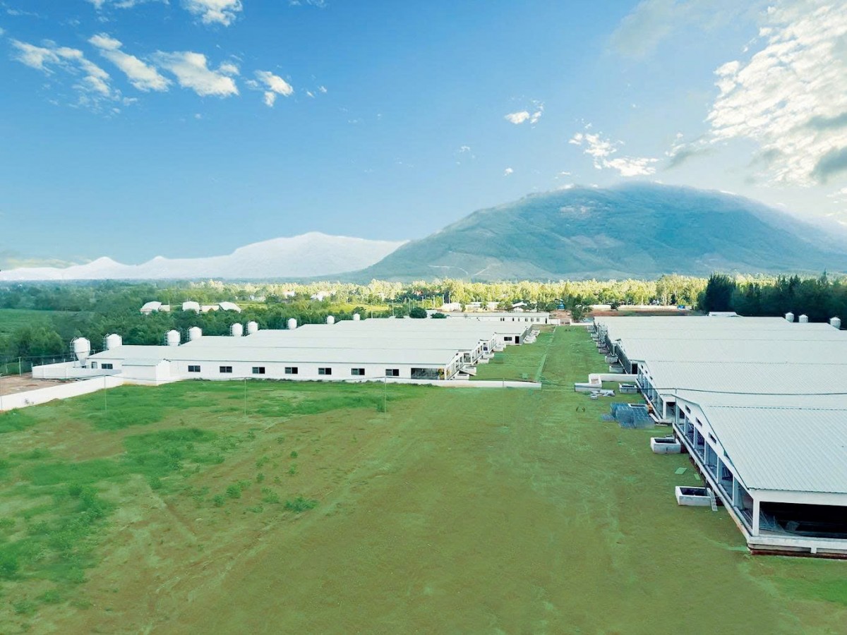 Bình Định: Chỉ đạo tăng cường phát triển Khu chăn nuôi tập trung Nhơn Tân