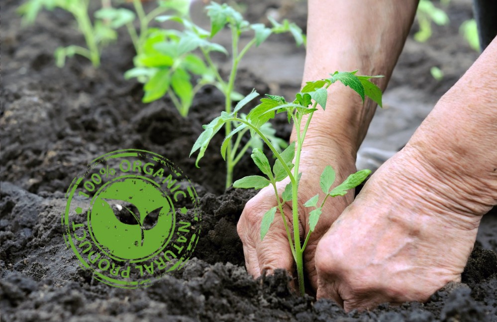 Cách chọn phân bón hữu cơ phù hợp với cây trồng