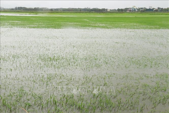 Bão số 1: 22.500 ha lúa và hoa màu bị ngập