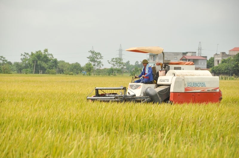 Hải Dương đã thu hoạch lúa đông xuân đạt khoảng 76%
