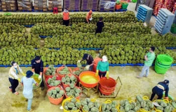 Phê duyệt mã số vùng trồng sầu riêng xuất khẩu – Bước tiến lớn chinh phục thị trường Trung Quốc