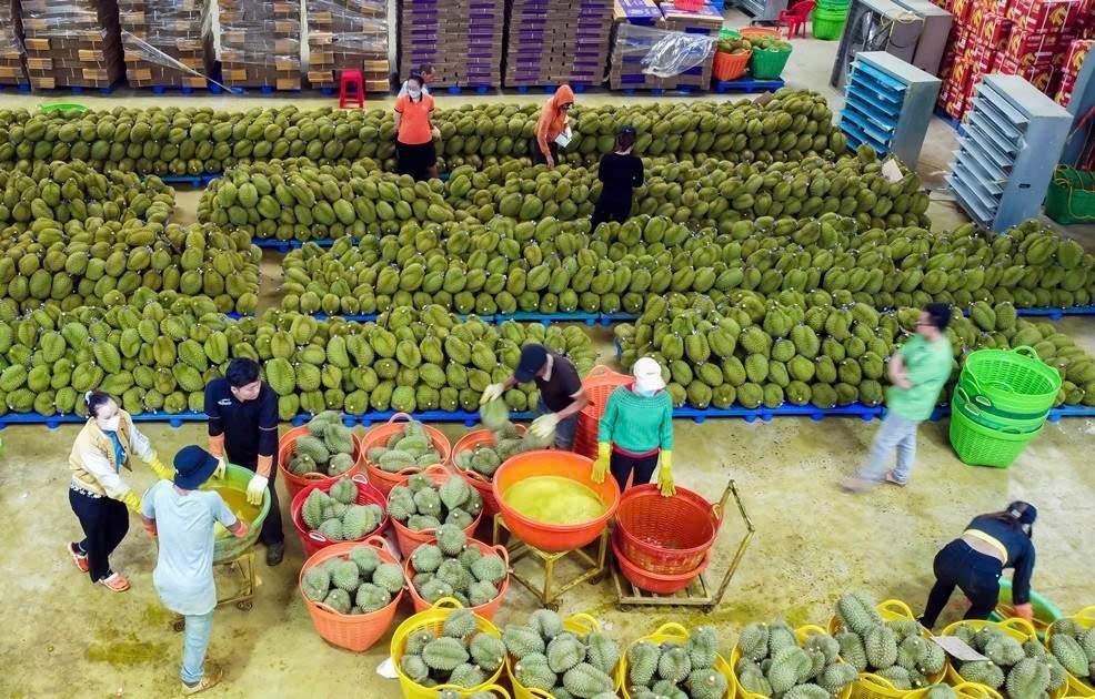 Phê duyệt mã số vùng trồng sầu riêng xuất khẩu – Bước tiến lớn chinh phục thị trường Trung Quốc