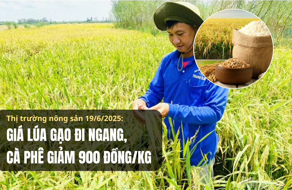Thị trường nông sản 19/6/2025: Giá lúa gạo đi ngang, cà phê giảm 900 đồng/kg