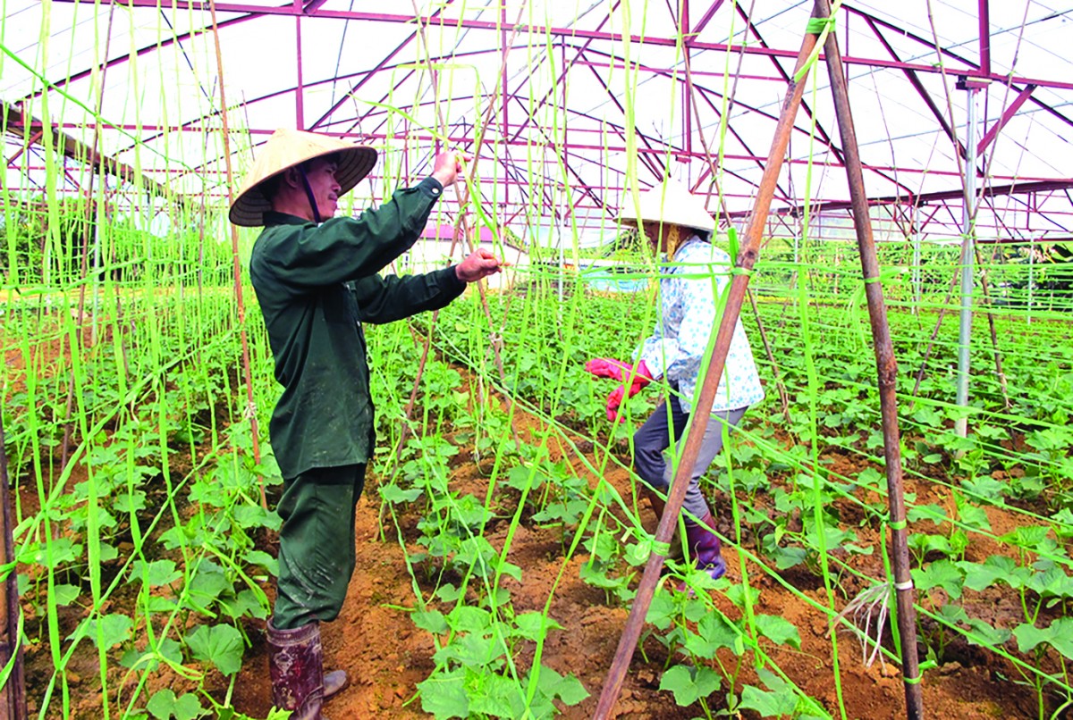 Truyền thông về phát triển nông nghiệp hữu cơ dấu ấn và tiếng gọi trưởng thành