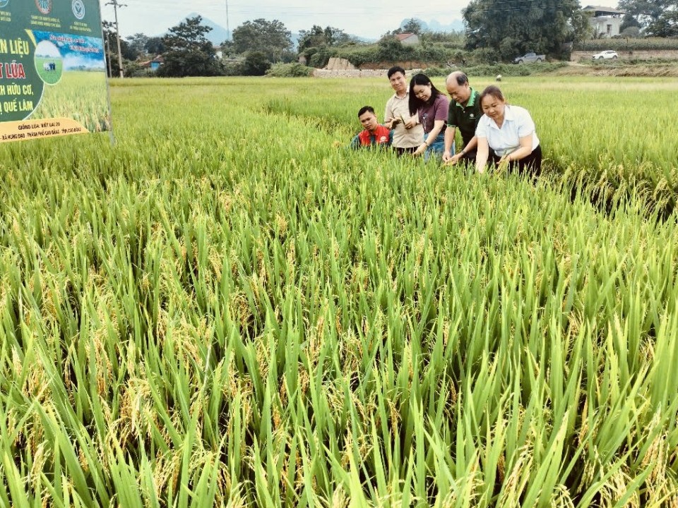 Hiệu quả mô hình trồng giống lúa hữu cơ Việt Lai 20