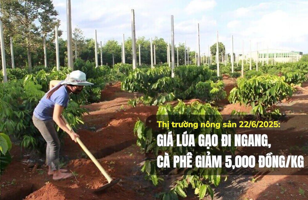 Thị trường nông sản 22/6/2025: Giá lúa gạo đi ngang, cà phê giảm 5.000 đồng/kg